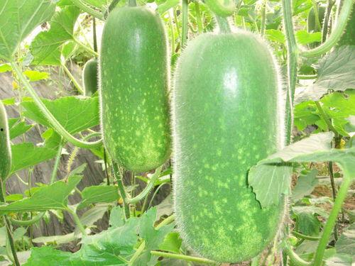 今日吃瓜大瓜每日分享,揭秘娱乐圈最新热点事件